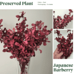 Japanese barberry