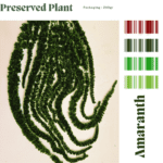 Philodendron Brasil (Copy) (Copy) (Copy)