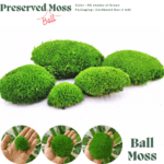 BallMoss