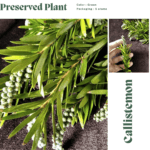 گیاه شیشه شور