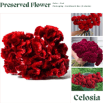 گل تاج خروس