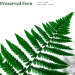 Philodendron Brasil (Copy) (Copy) (Copy) (Copy)