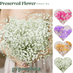 Philodendron Brasil (Copy) (Copy) (Copy)