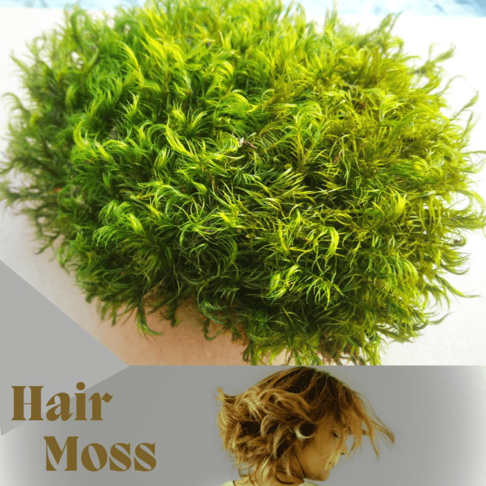 Mood Moss - Image 2