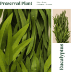 Philodendron Brasil (Copy) (Copy) (Copy)