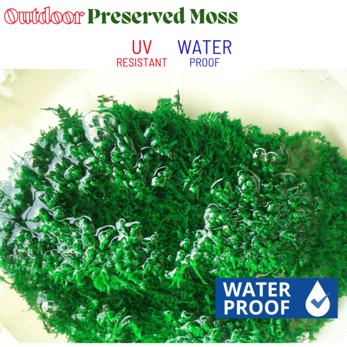 Outdoor Preserved Flat Moss - Image 2