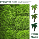 Palm Moss