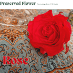 Philodendron Brasil (Copy) (Copy) (Copy) (Copy) (Copy) (Copy)