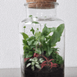 Philodendron Brasil (Copy)