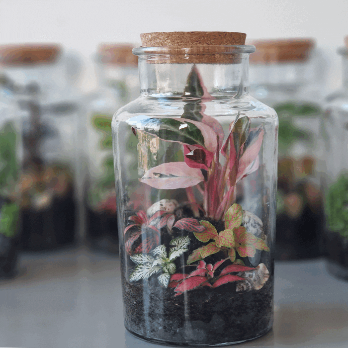 tfinal تراریوم - تصویر 2